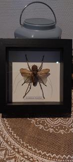 Atypisch insect in een frame, Nieuw, Overige typen, Ophalen of Verzenden, Insect