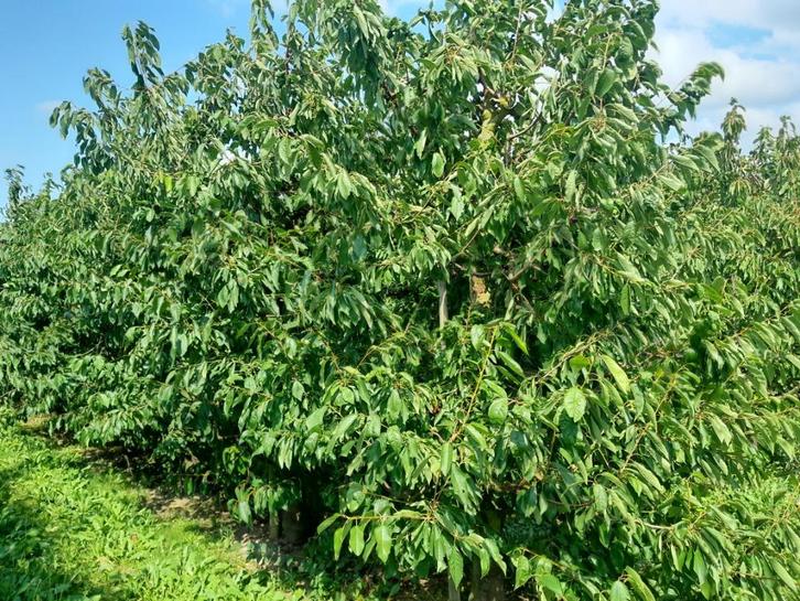 Plantage kersenbomen 20 jaar oud., Tuin en Terras, Brandhout, Stammen, Overige houtsoorten, 6 m³ of meer, Ophalen