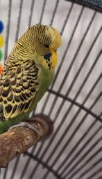 Engelse grasparkiet man, Dieren en Toebehoren, Vogels | Parkieten en Papegaaien