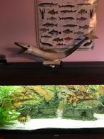 Aquarium, Dieren en Toebehoren, Ophalen, Gebruikt, Gevuld zoetwateraquarium