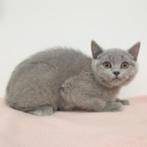 Zachte Britse Korthaar kittens te koop, Dieren en Toebehoren, Gechipt, Meerdere dieren, 0 tot 2 jaar