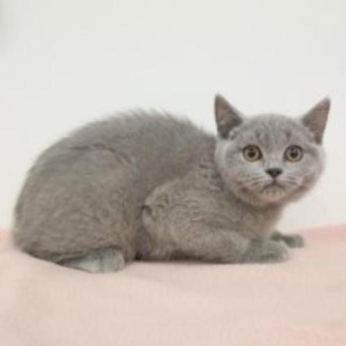 Zachte Britse Korthaar kittens te koop, Dieren en Toebehoren, Katten en Kittens | Raskatten | Korthaar, Meerdere dieren, 0 tot 2 jaar