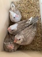 Valkparkieten: huisje gezocht, Dieren en Toebehoren, Vogels | Parkieten en Papegaaien, Parkiet, Geringd