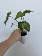 Syngonium three kings, Enlèvement ou Envoi