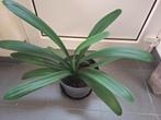 Clivia plant, Huis en Inrichting, Kamerplanten, Ophalen, Overige soorten, Halfschaduw, In pot