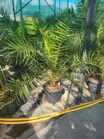 Phoenix canariensis, stam 15, totaal 130/140 hoog., Tuin en Terras, Ophalen of Verzenden