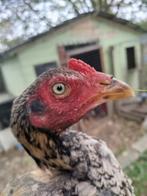 Coq, Dieren en Toebehoren