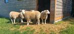 Zware Bok 7 maand oud, Dieren en Toebehoren, Schapen, Geiten en Varkens, Schaap