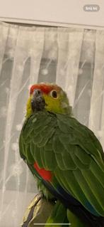 Papegaai Amazone 0488079524, Dieren en Toebehoren, Vogels | Overige Vogels, Mannelijk, Geringd