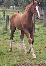 Prachtig Holsteiner hengstveulen van Untouchable x Caretino, Dieren en Toebehoren, Paarden, Hengst