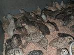 Kwartels, Dieren en Toebehoren, Pluimvee, Meerdere dieren, Overige soorten