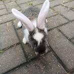 Mooie Duitse Reuzen .