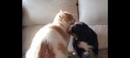 Berner sennen pups geboren en opgroeiend in huis met poezen, Dieren en Toebehoren, Honden | Bulldogs, Pinschers en Molossers, België