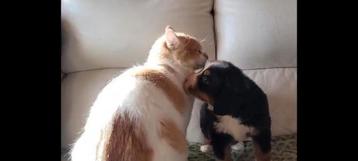 Berner sennen pups geboren en opgroeiend in huis met poezen  beschikbaar voor biedingen