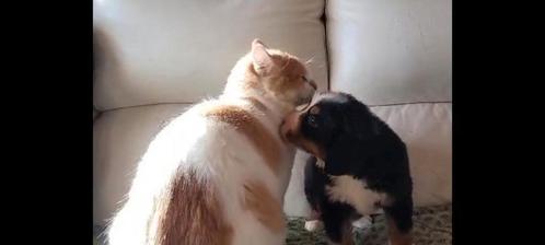 Berner sennen pups geboren en opgroeiend in huis met poezen, Dieren en Toebehoren, Honden | Bulldogs, Pinschers en Molossers, Teef