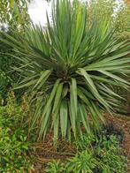 Yucca boom, Ophalen