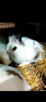 konijntje zoekt dringend een nieuwe thuis!, Dieren en Toebehoren, Konijnen