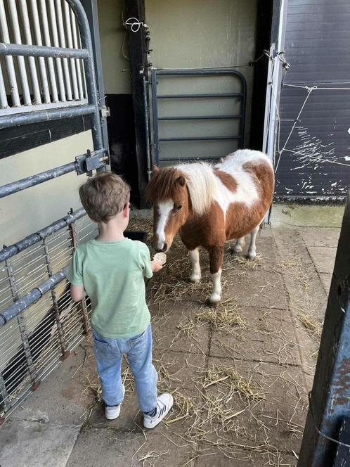 2 MINI SHETLAND PONY'S TE KOOP, Dieren en Toebehoren, Pony's, Merrie, Niet van toepassing, 7 tot 10 jaar, Met stamboom, Gechipt