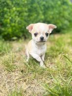 Lieve Chihuahua pupjes te koop,bij ons met zorg geboren, België, CDV (hondenziekte), 8 tot 15 weken, Meerdere