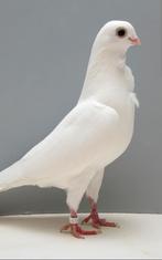 Figurita doffer 2025 (foto fictief)