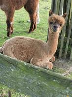 Alpaca hengstjes, Dieren en Toebehoren, Overige Dieren