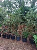 bamboe grofbladig, Ophalen, Bamboe