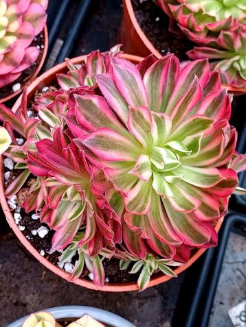 Aeonium sp.'Suzaku' beschikbaar voor biedingen