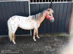 Half Amerikaanse mini, Dieren en Toebehoren, Pony's, Niet van toepassing, 0 tot 2 jaar, Hengst, A pony (tot 1.17m)