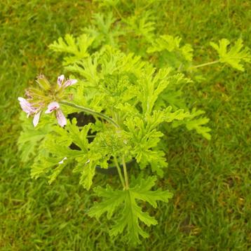 “geurende geraniums” Muskaat beschikbaar voor biedingen