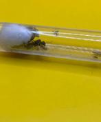 Messor Barbarus koningin met 1-10 werksters, Dieren en Toebehoren, Mieren