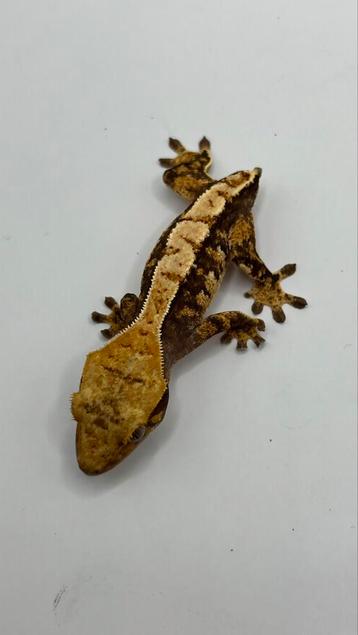 Gecko a crete wimpergecko crested gecko