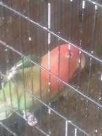 Dwergpapegaai pop, Vrouwelijk, Dwergpapegaai of Agapornis, Geringd