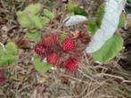 Japanse wijnbes, Tuin en Terras, Ophalen, Volle zon, Vaste plant, Zomer