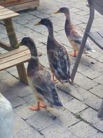 2 mannetjes loopeenden, Dieren en Toebehoren