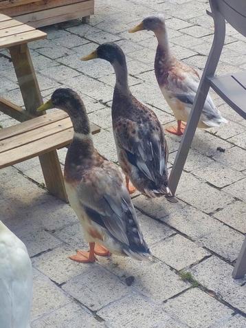 2 mannetjes loopeenden beschikbaar voor biedingen