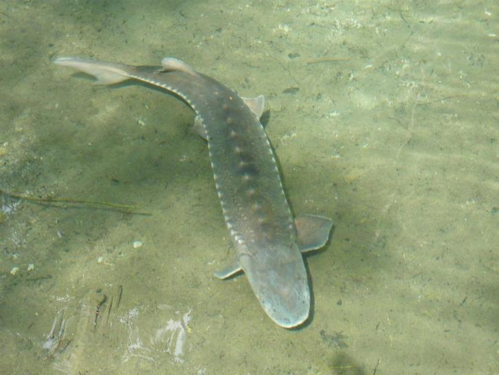 Steur groter dan 1M, Dieren en Toebehoren, Vissen | Aquariumvissen