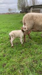 Houtlander Lammetjes te koop, ontwormt en gevaccineerd., Animaux & Accessoires, Moutons, Chèvres & Cochons, Mouton, Plusieurs animaux