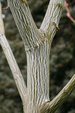 Acer pensylvanicum. Slangenhuidesdoorn, Enlèvement