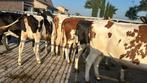 RUNDEREN, Dieren en Toebehoren, Runderen, Vrouwelijk, 0 tot 2 jaar