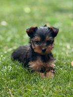 York Shire pups, België, Overige rassen, CDV (hondenziekte), 8 tot 15 weken