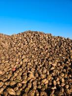 Voeder bieten kws feedbeet 21,5%DS 40€/t thuis geleverd!, Enlèvement ou Envoi