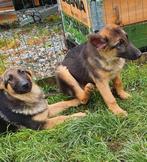 Duitse herders Berger All, Dieren en Toebehoren, CDV (hondenziekte), Meerdere, 8 tot 15 weken, Meerdere dieren