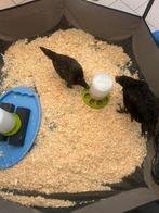 Kip en haan te koop geboren op 13-5-2025 Black Copper Marans