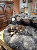 Te koop Langharige  chihuahua teefje, Dieren en Toebehoren, Honden | Chihuahua's en Gezelschapshonden, België, Fokker | Hobbymatig