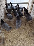 Poules pondeuses gris/bleues complètement en ordre, Animaux & Accessoires, Volatiles, Femelle, Poule ou poulet