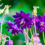 Aquilegia vulgaris ‘Blue Barlow’, Ophalen
