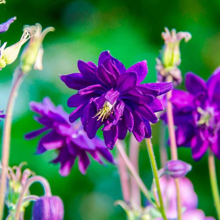 Aquilegia vulgaris ‘Blue Barlow’, Tuin en Terras, Planten | Tuinplanten, Ophalen