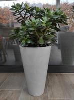 Vetplant crassula met pot, Enlèvement