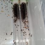 Messor barbarus 1q 400-500w | mieren ant ants mierenkolonie, Dieren en Toebehoren, Insecten en Spinnen, Mieren