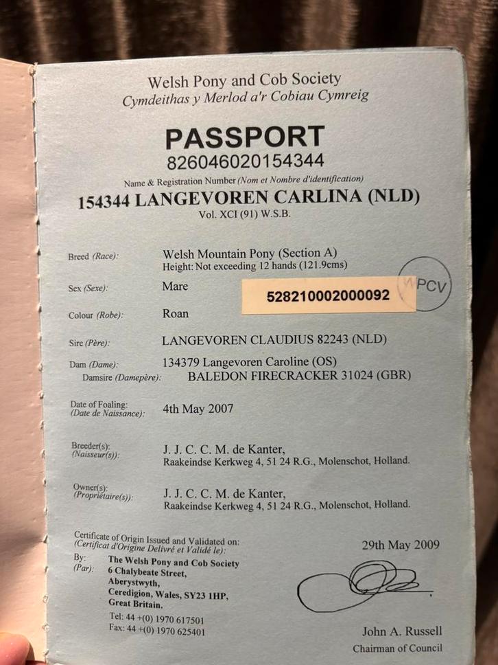 Welsh merrie weidemaatje, Dieren en Toebehoren, Pony's, Merrie